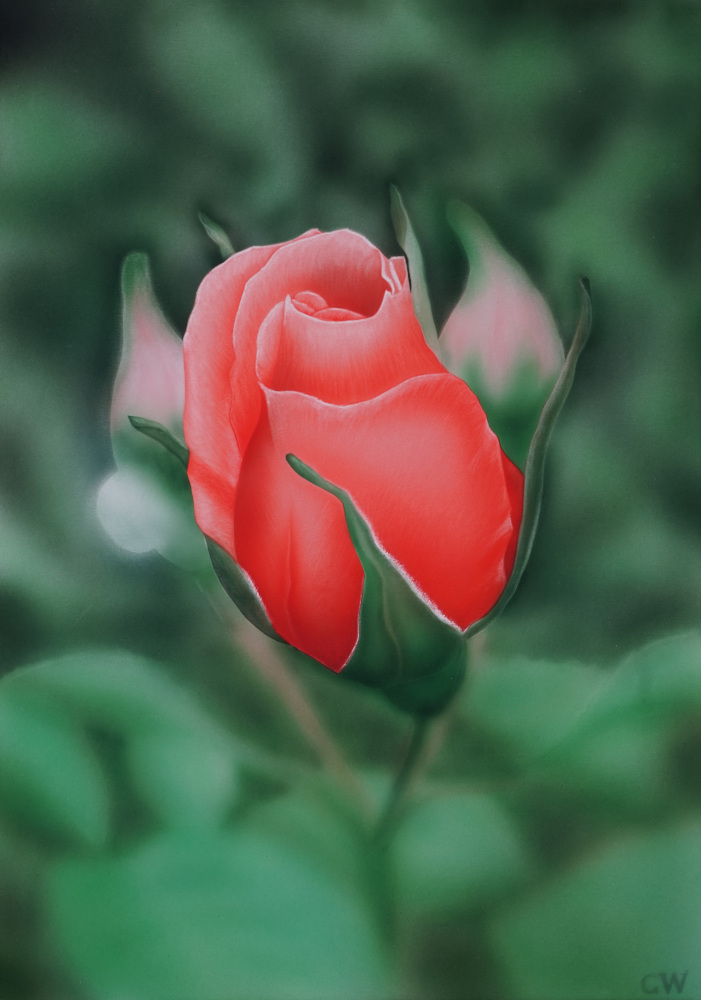 Rose rot, Airbrush
